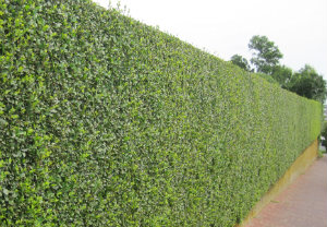 hedge-cutting-maintenance-vauxhall